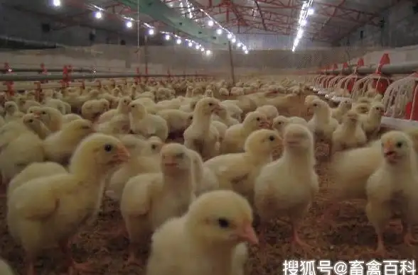 海外服务器,价格分析-菲律宾CDN机房租用价格及影响因素