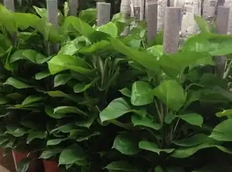 还在手动刷视频？试试这款自动完成点赞关注的快手神器！