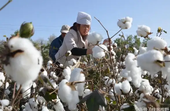 还在为找剧发愁？仓鼠4K实时更新影视榜单，一键解锁海量资源！