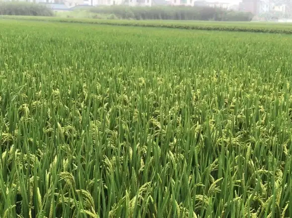 ★仙盟攻略★全面解析★青云诀仙盟豆快速获取技巧大揭秘！