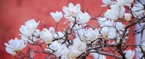 游戏趣闻🔥摩尔庄园白熊独特魅力揭秘，萌宠收藏必看