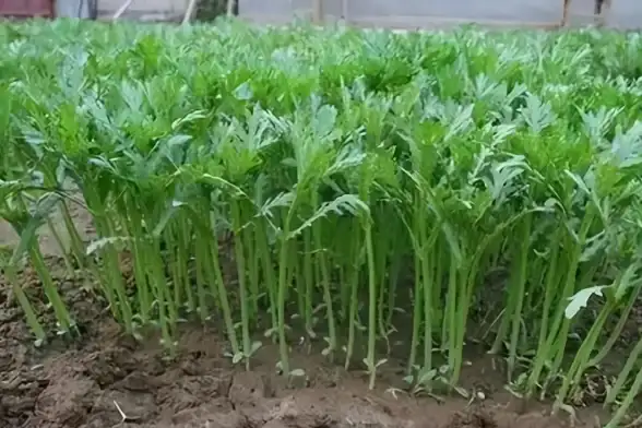 排版优化✨行距设置—Word与Excel行间距调整方法全解，详细规范操作流程