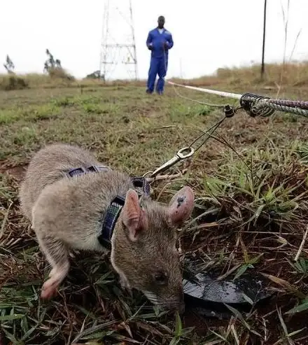 游戏攻略🔥猫和老鼠手游4月任务奖励高效获取技巧详解