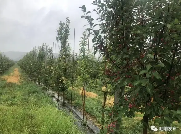 CDN优化,节点互通-平凉多线路CDN节点互通融合的运营实践