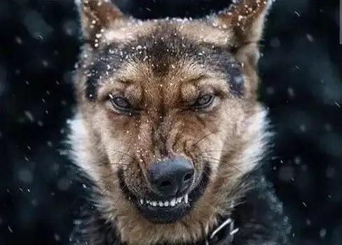 还在猜测宠物的想法？免费猫狗翻译通APP让你轻松读懂它们！