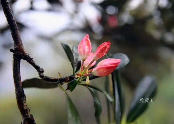 云端体验⚡全攻略：雷电云手机使用指南与常见故障解决方法