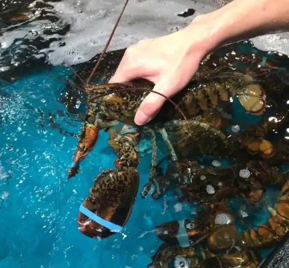 想买新鲜海鲜蔬果却嫌麻烦？盒马鲜生APP最快30分钟送到家不香吗？