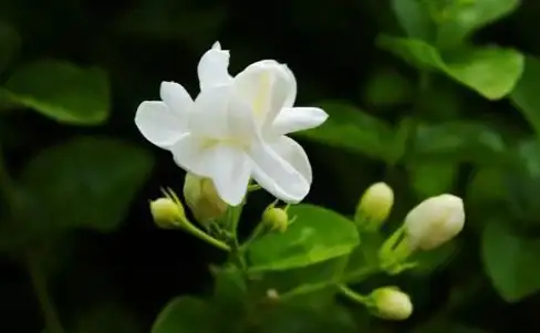 攻略指南🌸和平精英淡雅花蕊获取详细技巧分享