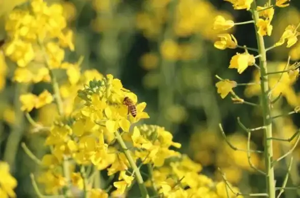 攻略指南🌸和平精英淡雅花蕊获取详细技巧分享