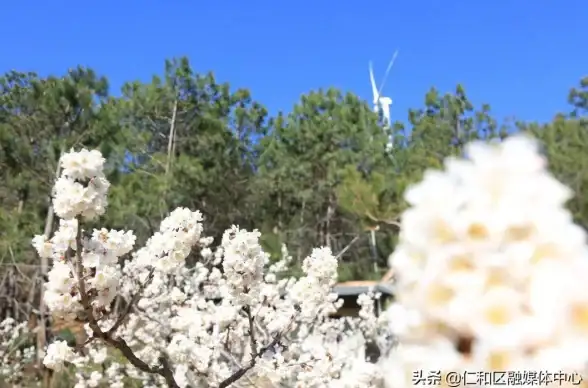 攻略指南🌸和平精英淡雅花蕊获取详细技巧分享