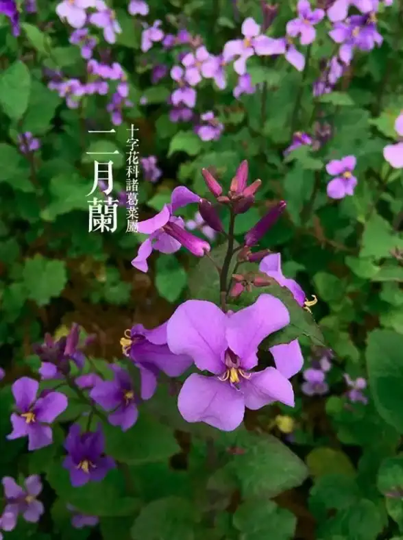 真三国无双委托任务金疮小草获取方法
