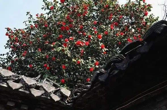 云计算,数字化转型-棉花云CDN在扬州本地企业数字化转型中的应用