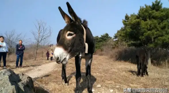 还在为旅行计划发愁？驴妈妈旅游APP一键解决你的所有出行需求！