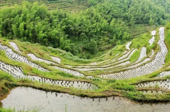 存储革新🚀性能升级｜西部数据固态硬盘天梯图焕新升级，兼顾极速性能与大容量需求