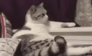 为什么聪明车主都在用小猫停车APP？轻松搞定停车难题！