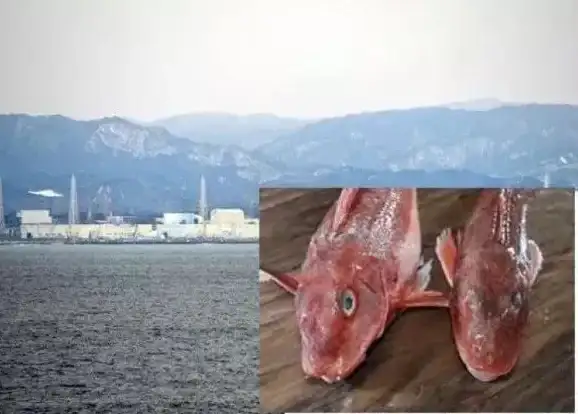 策略秘籍✦顶级攻略✦实用养成 盘点辐射4最强队友打法与培养技巧详解