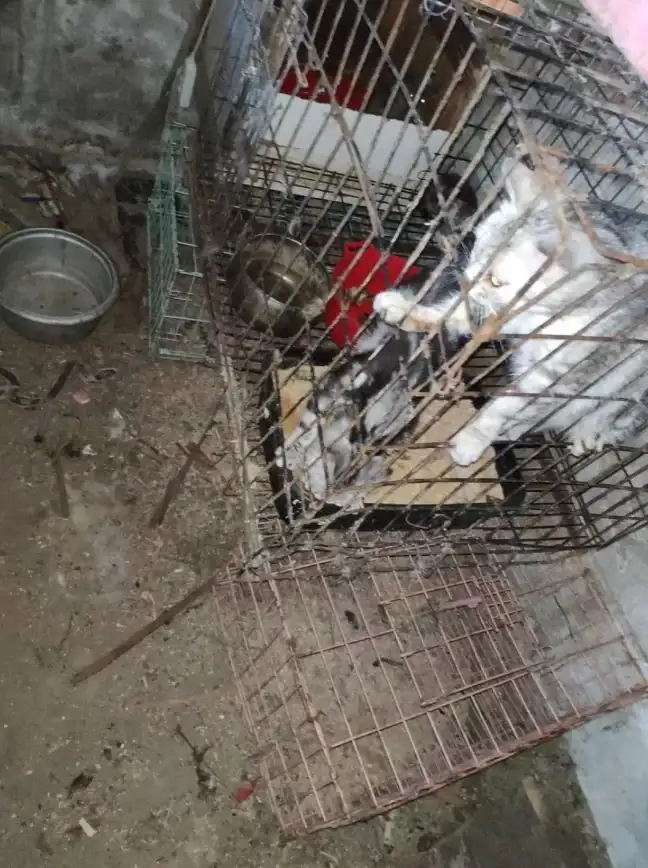 谁说下载软件必须注册？猫猫软件库打开即用，精准分类一键直达！