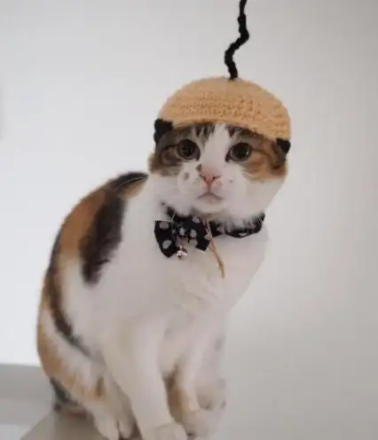 还在为找不到安全软件发愁？酷猫软件app满足你的所有下载需求！