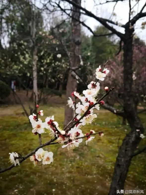 谁说旅行不能省心又省钱？飞猪旅行APP让你轻松玩转全球！