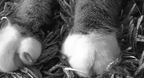 资源猫APP官方版—你的掌上影视库，海量资源怎能错过？