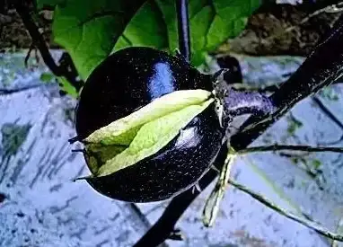 🔥全新爆料🔥活动攻略⚡奖励全解析丨《光遇》同心节必看指南