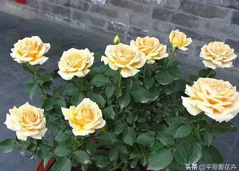 想要个性十足的聊天界面和桌面？ee小手机多功能美化工具，你确定不试试？
