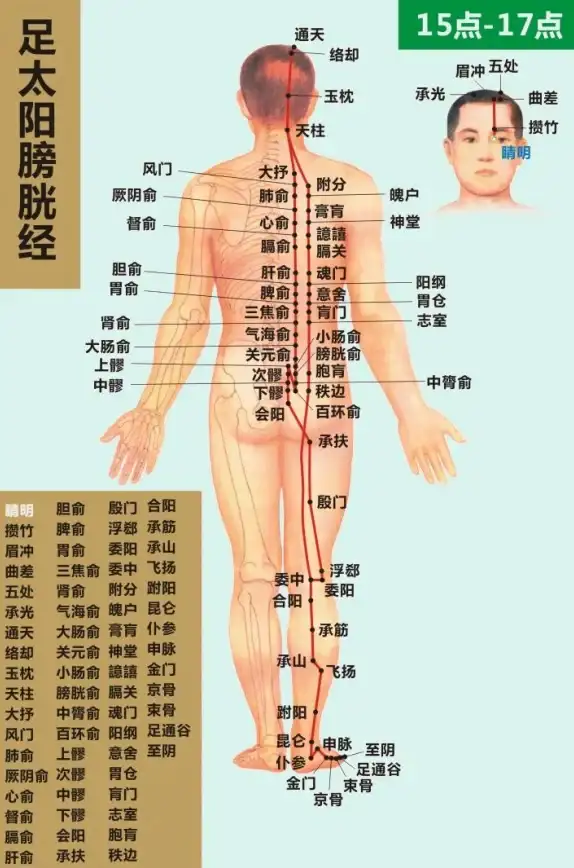 还在为中医学习发愁？经络穴位图解APP助你快速掌握穴位知识！