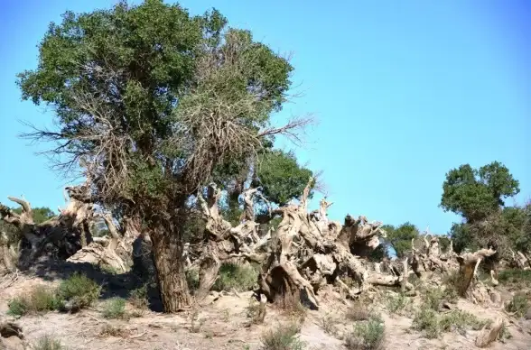 网络⚡优化⚡端口 如何精准提升原始传奇游戏体验秘诀揭秘