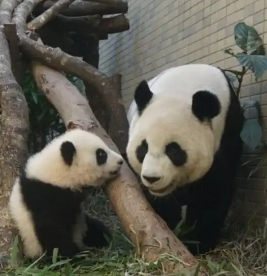 想畅享高品质音乐？熊猫音乐app让你在线播放+下载两不误！