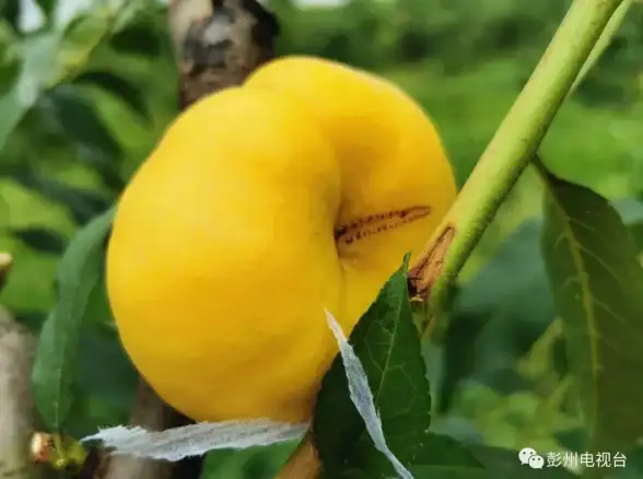 种植秘籍✦果树养护✦市场行情揭秘 江湖悠悠果树培育全攻略及价格波动解析