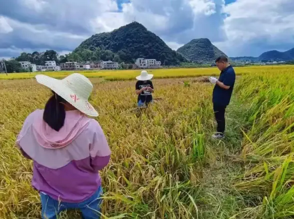 游戏攻略 新手必看 实用技巧 丰收之路新人全能进阶教学指南