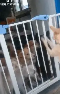 越狱探索 苹果越狱：发现系统潜能背后的精彩
