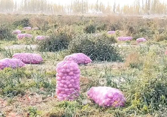 美食秘籍 菜谱攻略 丰收之路菜谱获取技巧全解析与实操指南