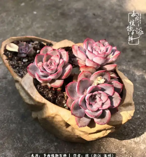 还在为手机数据丢失烦恼？试试备份精灵APP，一键备份管理超省心！