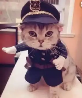 时尚穿搭·角色推荐·猫咪装扮 地下城与勇士谁更好看？猫咪装扮全攻略！