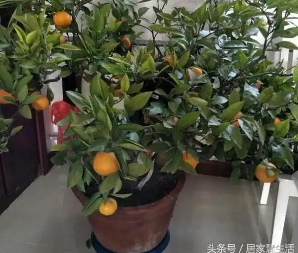 还在为音频编辑烦恼？橘子音乐编辑一键搞定修剪合并转换！