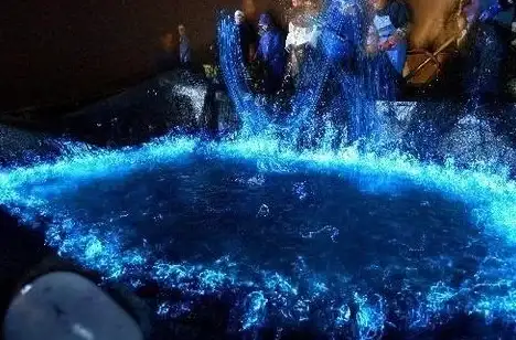 热门速递◆官方攻略◆超全梦幻西游物种探索奖励获取攻略与时间安排揭秘