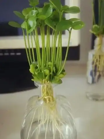想要低调又强悍的下载器？试试柚子下载的万能搜索！