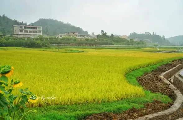 🔥实战解析🔥爆款游戏🔥深度剖析《保卫向日葵》梨子仙人表现优劣全揭秘