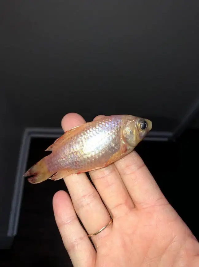 还在为找不到好玩的休闲游戏发愁？摸摸鱼app让你轻松探索海量小游戏！