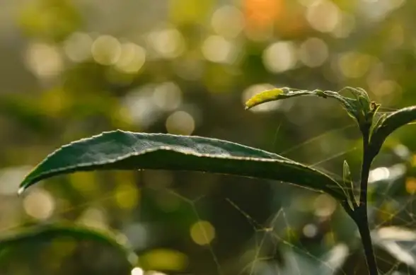 健康生活🌱绿茶系统引领健康生活新潮流
