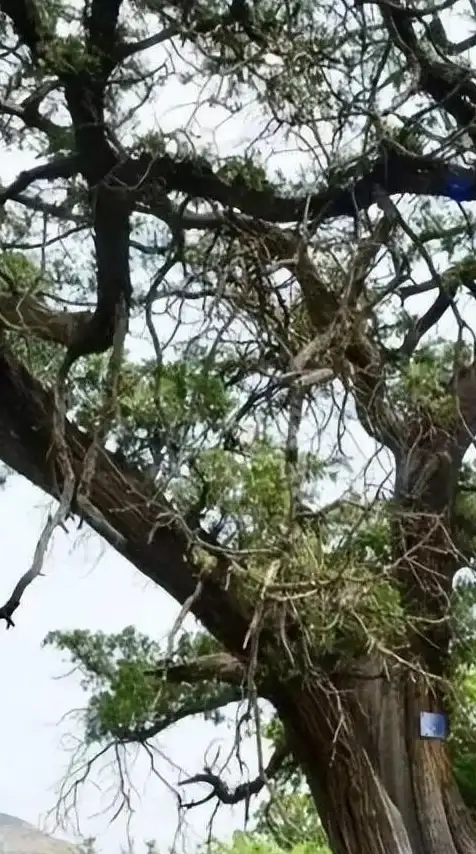 角色攻略🔥原始传奇道士强力技能全解析，必懂玩法技巧