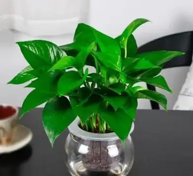 ROOT技巧📱手机root方法详细解析，新手也能快速上手