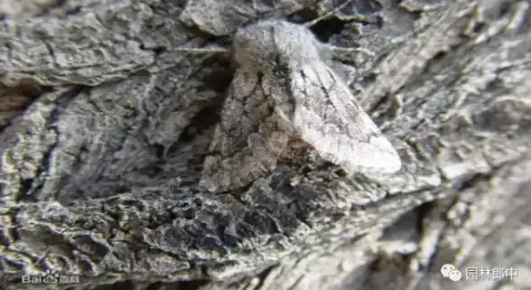 蝴蝶🦋羽化：揭秘羽化是什么意思及蝴蝶从蛹到成虫的神奇转变原理
