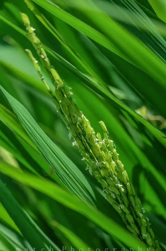 网络故障💡本地连接受限制或无连接？小鱼教你快速排查修复方法