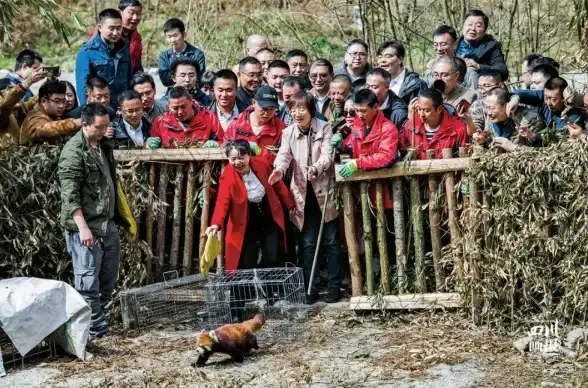 还在为超自然行动组游戏发愁？试试小熊猫辅助器吧！