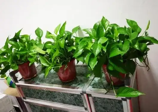 还在为游戏难度发愁？植物大战僵尸北美版修改器APP助你一键制胜！