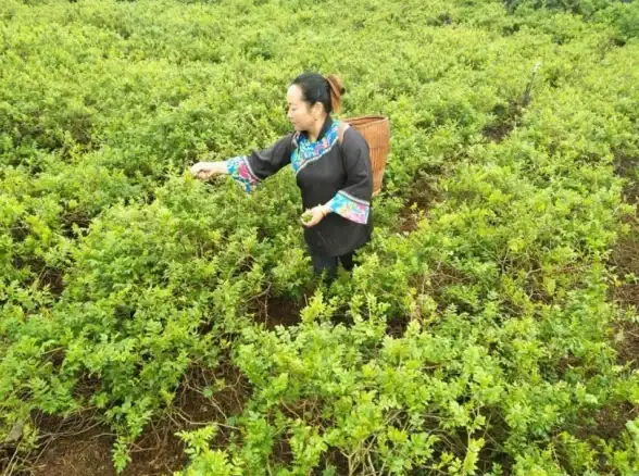 还在为找不到游戏直播发愁？游拍直播APP海量资源等你来探索！