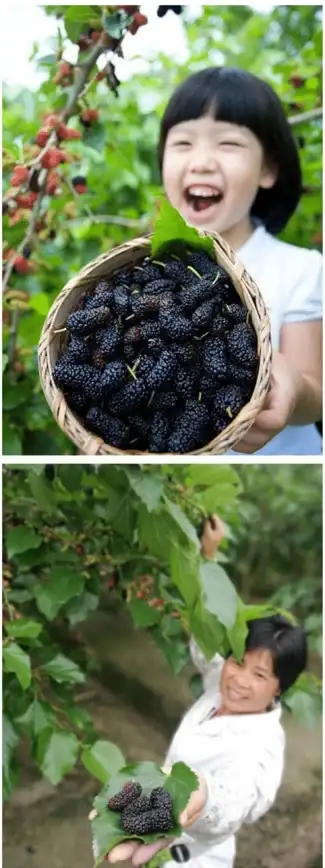 日常办公与娱乐浏览如何兼顾？兔子浏览器APP一站式满足你的所有需求！