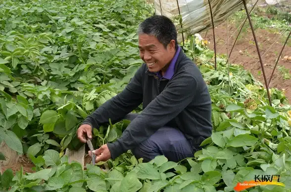 智慧农业🌱土豆系统赋能现代农业生产效率提升新路径